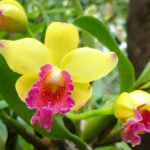 Орхидея комнатная