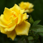 Королева цветов – Роза