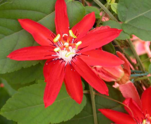 Пассифлора шарлахоцветная (Passiflora coccinea)