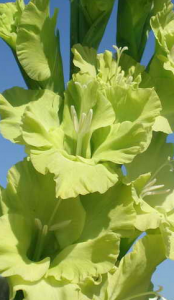 гладиолус (Gladiolus)